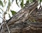 Tawny Frogmouth - superb camouflage