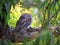 Tawny Frogmouth in tree, unique Australian wildlife