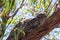 Tawny Frogmouths (Podargus strigoides)