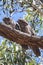 Tawny Frogmouths (Podargus strigoides)