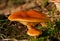 Tawny Funnel Caps