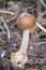 Tawny Grisette, Amanita fulva