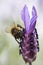 Tawny Mining Bee Andrena fulva on Lavandula Lavender stoecha