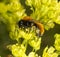 Tawny Mining Bee on flowering acer tree