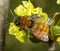 Tawny Mining Bee on flowering acer tree