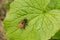 Tawny mining bee with orange and red hair