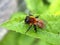 Tawny Mining Bee Resting on the Edge of a Leaf