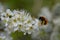 Tawny mining bee in spring