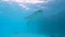 Tawny nurse shark swimming over seabed on tropical coral reef