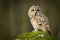 Tawny Owl