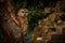 Tawny Owl