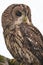 Tawny owl