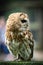 Tawny Owl