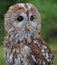 A Tawny Owl on alert