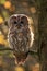 The tawny owl or brown owl Strix aluco on the branch sitting in backlight. Large owls typically sit hidden next to a tree trunk