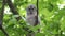 A tawny owl or brown owl (Strix aluco) chick