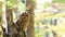 Tawny owl or brown owl Strix aluco sits on a broken tree trunk in an autumn forest