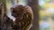 Tawny owl or brown owl Strix aluco sits on a broken tree trunk in an autumn forest