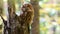 Tawny owl or brown owl Strix aluco sits on a broken tree trunk in an autumn forest