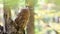 Tawny owl or brown owl Strix aluco sits on a broken tree trunk in an autumn forest