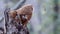 Tawny owl or brown owl Strix aluco sits on a broken tree trunk in an autumn forest