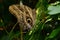 Tawny Owl Butterfly or Caligo Memnon