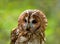 Tawny Owl close-up