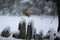 Tawny owl flying in old jewish cemetery in winter - Strix aluco