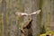 Tawny Owl flying from tree stump
