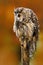 Tawny owl in the forest with mouse in the talon. Brown owl sitting on tree stump in the dark forest habitat with catch. Beautiful