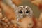 Tawny Owl hidden between leafs