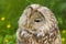 Tawny Owl macro