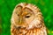 Tawny Owl macro