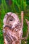 Tawny Owl macro