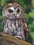 Tawny Owl, Oil Pastel Painting