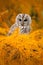 Tawny owl in the orange forest, autumn larch tree. Brown owl sitting on tree stump in the dark forest habitat with catch. Beautifu