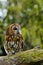 Tawny Owl perched on a branch