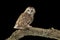 tawny owl perched on branch
