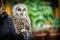 Tawny Owl portrait