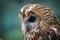 Tawny Owl portrait