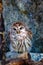 Tawny Owl Resting on a Tree Log in the Forest