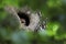 Tawny Owl sits in a old tree hole