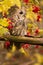 Tawny Owl sitting on a branch