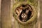 Tawny Owl sitting on a branch