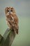 Tawny owl sitting on a post