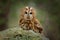 Tawny owl sitting on the stone n forest. Clear green background. Beautiful animal in the nature. Bird in the Sweden forest.