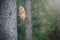 Tawny owl is sitting on a tree branch in slow falling snow. Horizontally