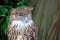 Tawny Owl sleeping face