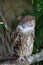Tawny Owl sleeping on the tree