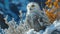 Tawny Owl snow
